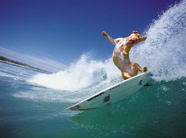 dog-surfing-photos.jpg